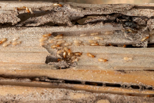 Trusted Gray, GA Pest Control Experts