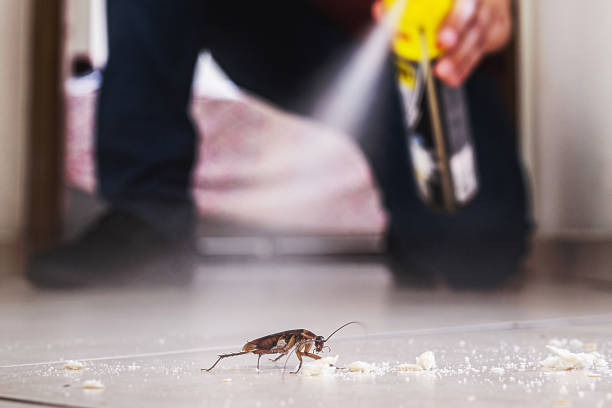 Flea Control Services in Gray, GA